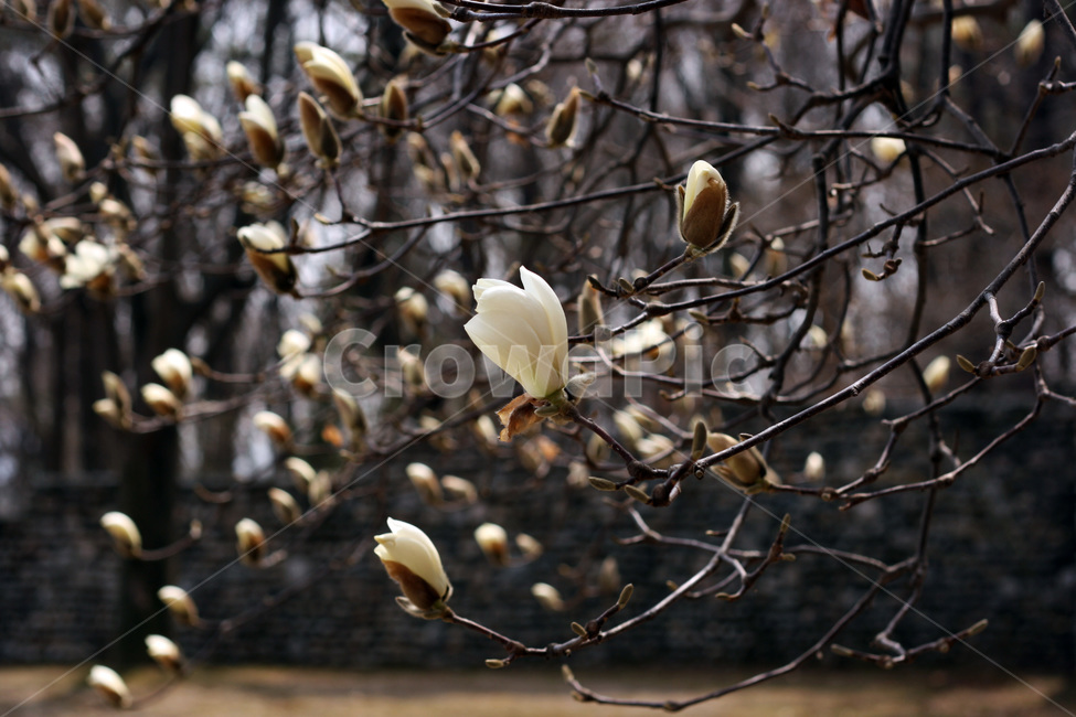 목련,꽃,하늘,개화,봄,magnolia,flower,sky,spring,primavera,식물,자연,plant,nature