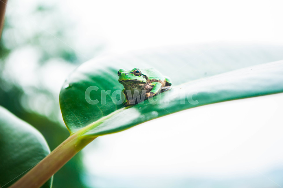 sealife,animal,동물,해양생물,turtle,동물,animal,파충류,양서류,reptile,amphibian
