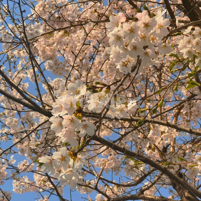 강원도,벚꽃,벚꽃구경,벚꽃나무,벚꽃놀이,sakura,하늘,cherryblossoms,cherryblossom,감성,색깔,보정,색상,색채,채도,색감,color,feeling,colersence,cherryblossoms,pink,cherryblossom
