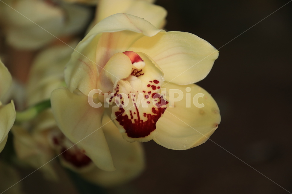 plant,식물,꽃,flower,자연,호접란,식물,자연,plants,nature,꽃,flower