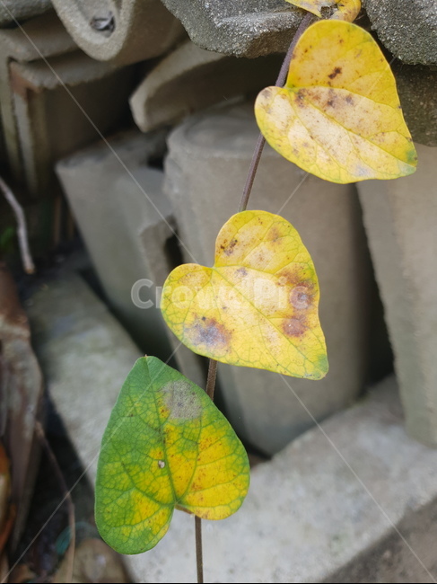 자연,가을,나뭇잎,단풍,잎,시골,식물,plant,leaf,가을,계절,fall,autumn,season,veins,정맥