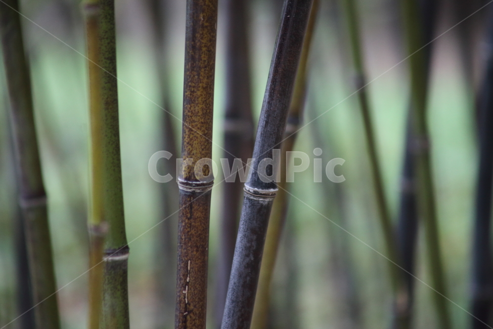 대나무,오죽,식물,줄기,bamboo,식물,자연,plants,nature