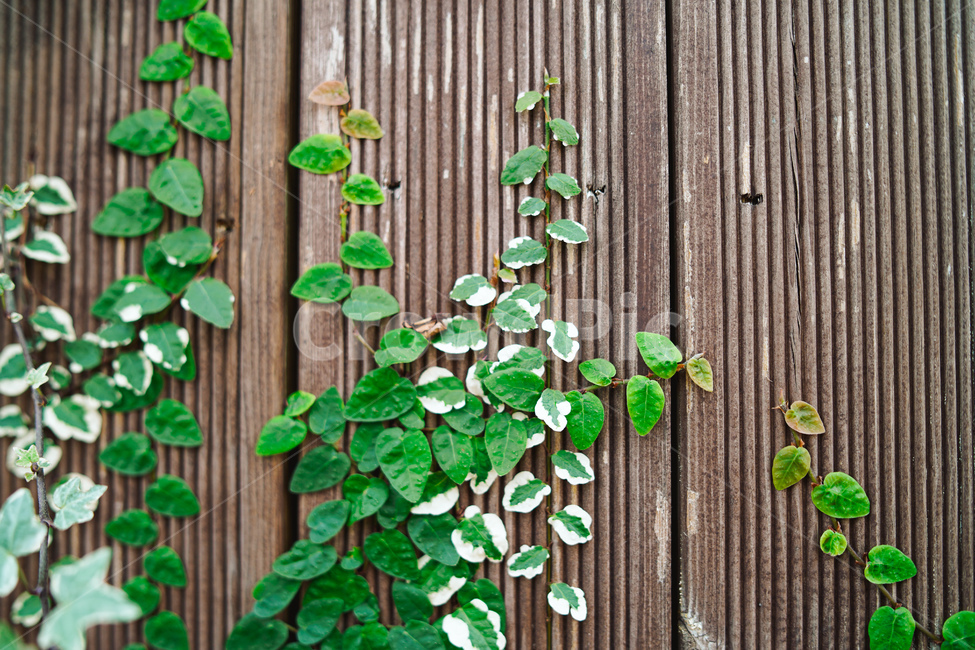 plant,식물,leaf,잎,자연,생태,넝쿨,감성,식물,자연,plants,nature