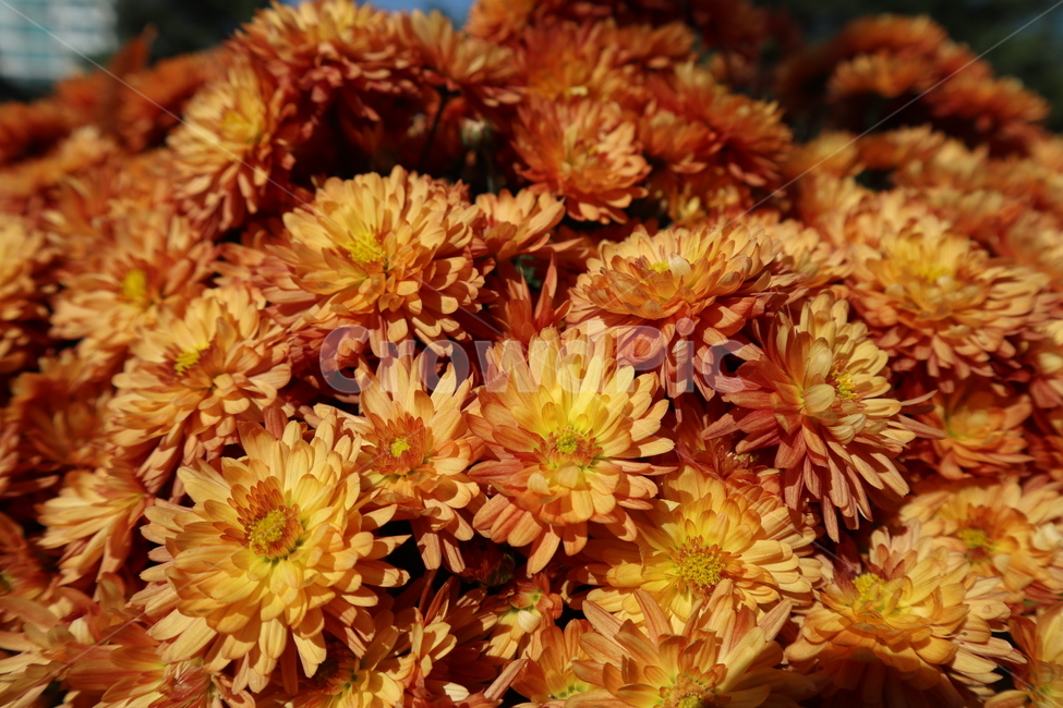 국화,가을,가을꽃,꽃,식물,식물,자연,plants,nature,꽃,flower