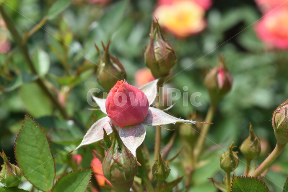 꽃,장미,식물,rose,flower,꽃봉오리,봉오리,red,식물,자연,plants,nature,꽃,flower