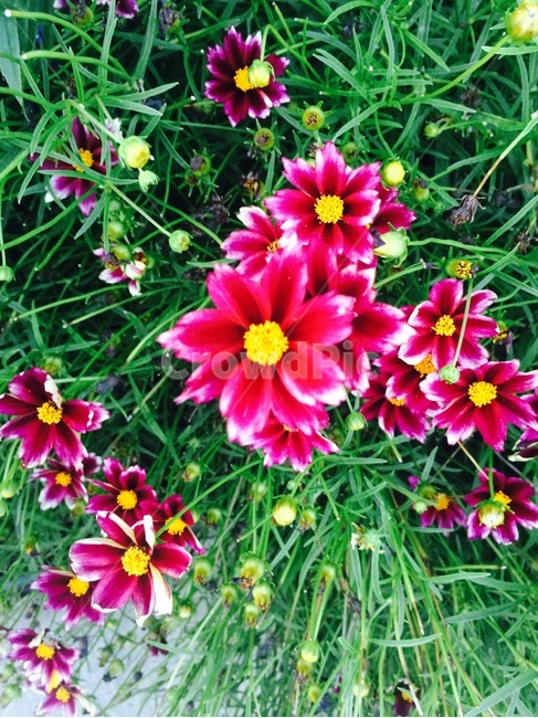 자연,식물,꽃,풀,정원,flower,pink,yellow,green,nature
