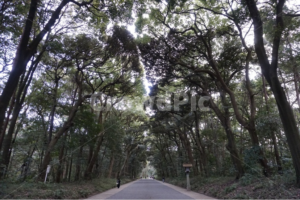 자연,나무,원본,숲,봄,nature,tree,original,forest,spring,자연,풍경,nature,landscape,해외,외국,세계,foreign,oversea,world,세계자연풍경,해외자연풍경,외국자연풍경,world nature landscape,식물,plants,나무,trees,wood,road,도로