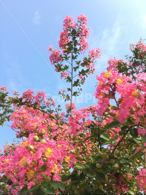 꽃,식물,나무,분홍색꽃,백일홍나무,배롱나무,식물,자연,plants,nature,꽃,flower
