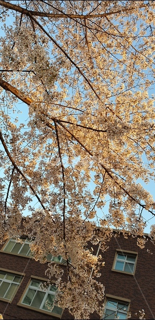 flower,꽃,blossom,벚꽃,식물