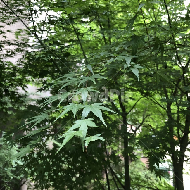 나무,식물,잎,잎사귀,초록,tree,plants,green,ki,shokubutsu,leaf,ha,식물,자연,plants,nature