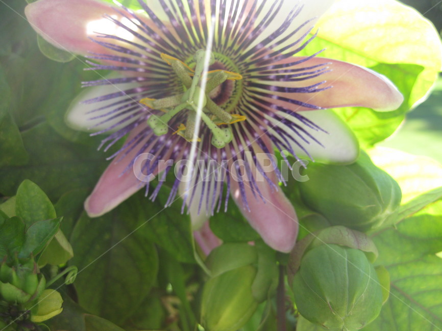 outdoors,자연,nature,야외,plant,식물,꽃,보라꽃,purple,식물,자연,plants,nature,꽃,flower