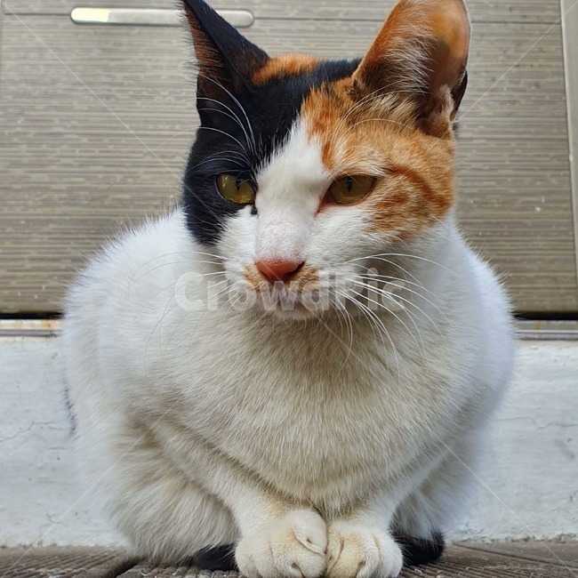cat,animal,동물,pet,애완동물