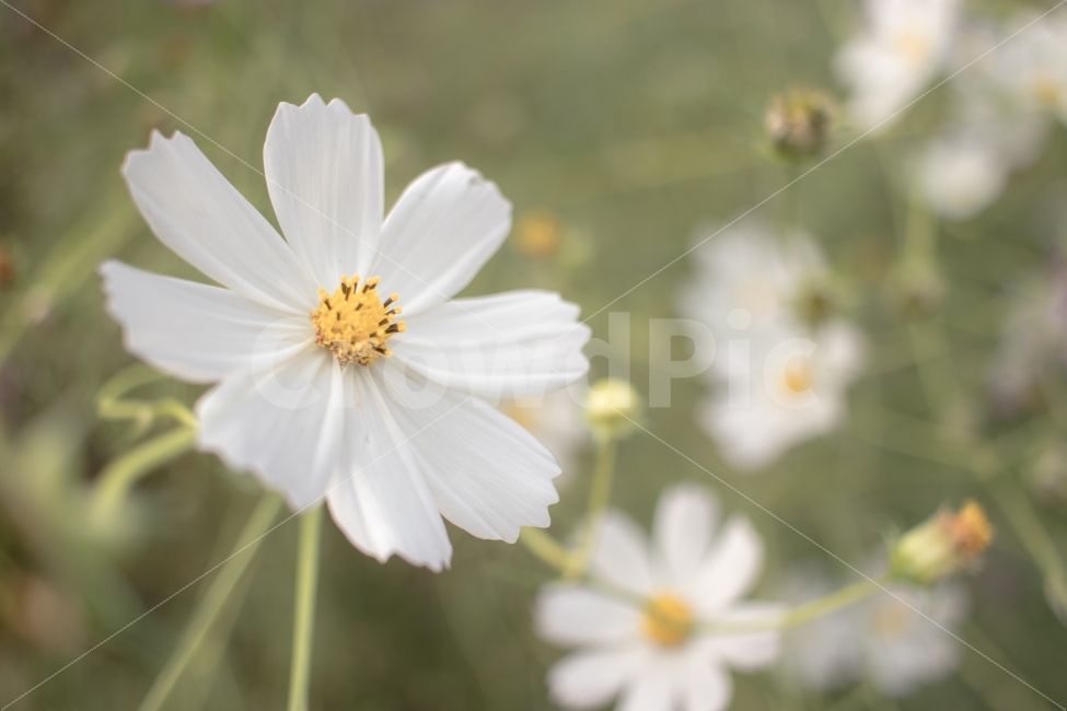 가을,꽃,낭만,여자여자,예쁘다,여행,가을,계절,fall,autumn,season,식물,자연,plants,nature,꽃,flower,감성,sensible,feeling,plant,blossom,daisy,데이지,daisies