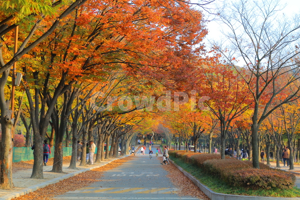 가을,단풍,단풍나무,공원,하늘,자연,가을,계절,fall,autumn,season,자연,풍경,nature,landscape,사람들,대중,군중,other people,crowd,tree,나무,plant,식물,maple