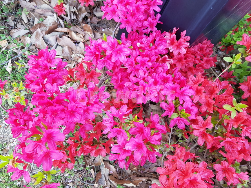 봄,봄꽃,꽃,영산홍,철쭉,식물,spring,flower