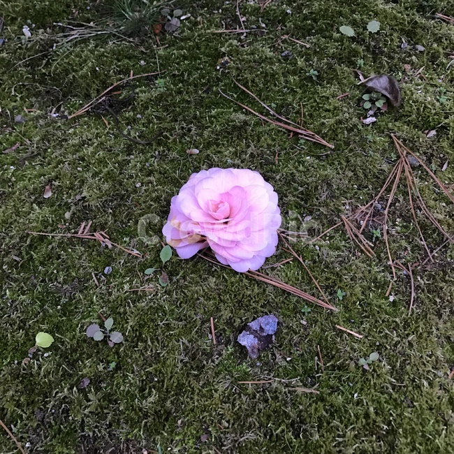 plant,식물,ground,분홍,꽃,식물,자연,plants,nature,꽃,flower
