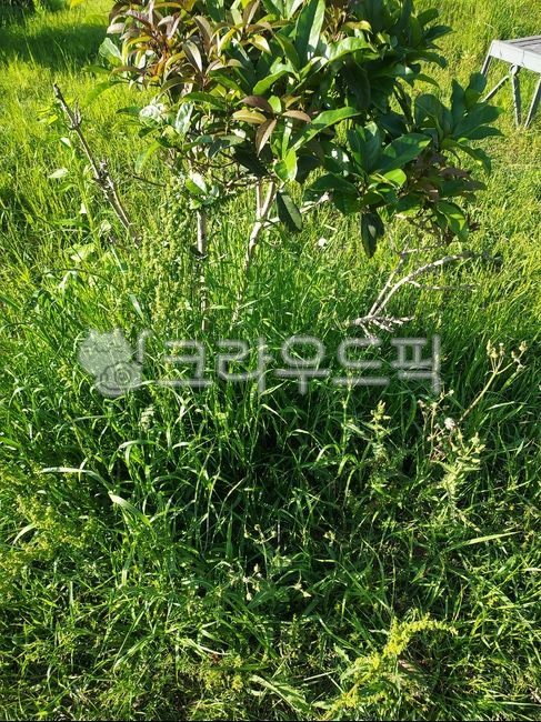 초목, 풀, 잡초, 초록, 땅, 사진,이미지,일러스트,캘리그라피 - kymfm작가