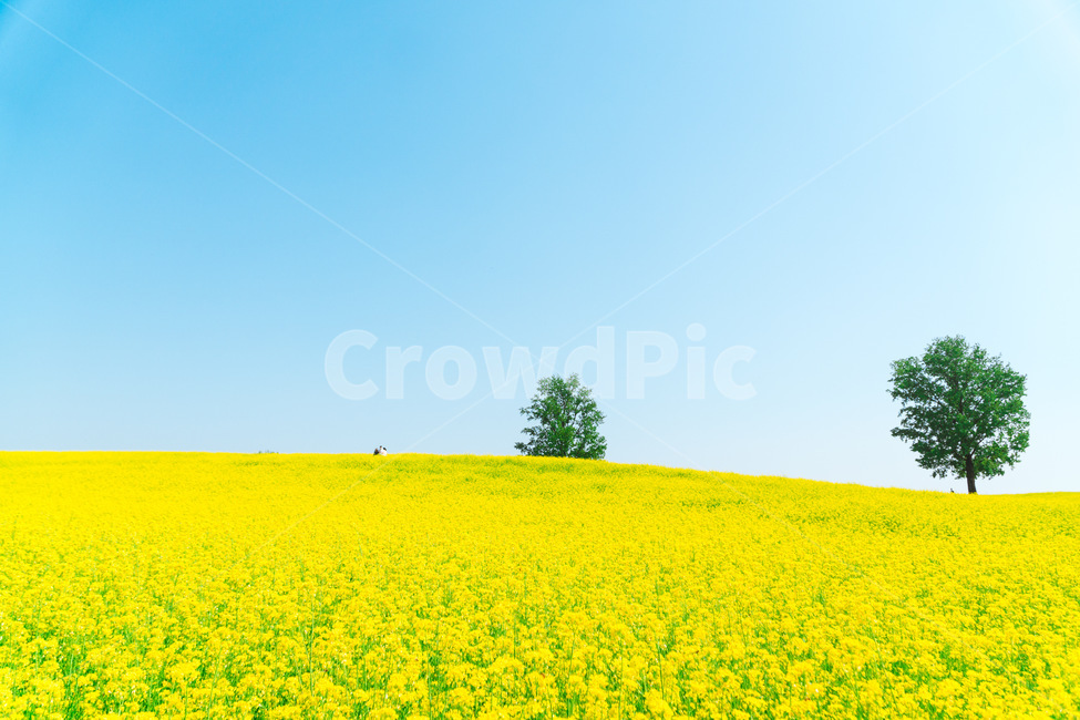 nature,자연,field,들,꽃,유채꽃,봄,계절,spring,season,자연,풍경,nature,landscape