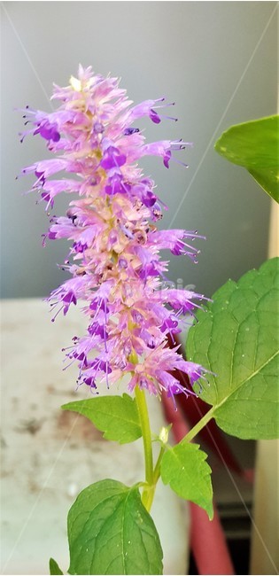 꽃,방앗잎꽃,자연,식물,초록,nature,green,flower,보라색,purple,식물,자연,plants,nature,꽃,flower
