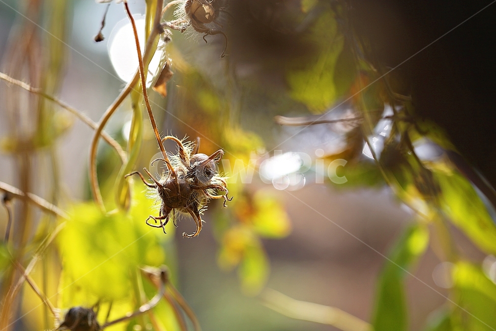 나팔꽃,씨,넝쿨식물,가을,털,식물,자연,식물,자연,plants,nature,꽃,flower