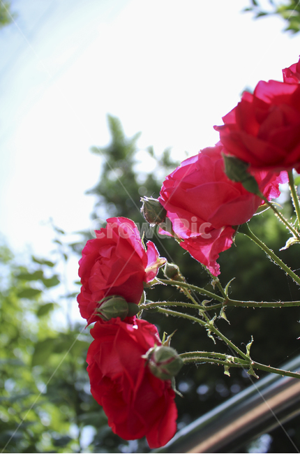 flower,꽃,rose,장미,plant,식물,red,빨간,빨강,빨간장미,redrose