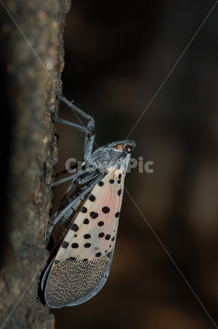 자연,곤충,접사,벌레,근접촬영,Closeup,nature,insects,매미,주홍날개꽃매미,동물,animal,곤충,벌레,insect,bug