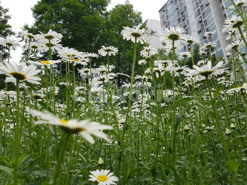 식물,꽃,flower,데이지,흰색데이지