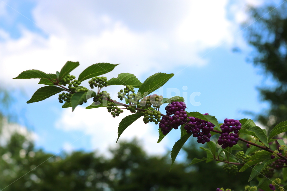 나무,식물,좀작살나무,열매,자연,좀작살나무열매,식물,자연,plants,nature,과일,열매,fruit