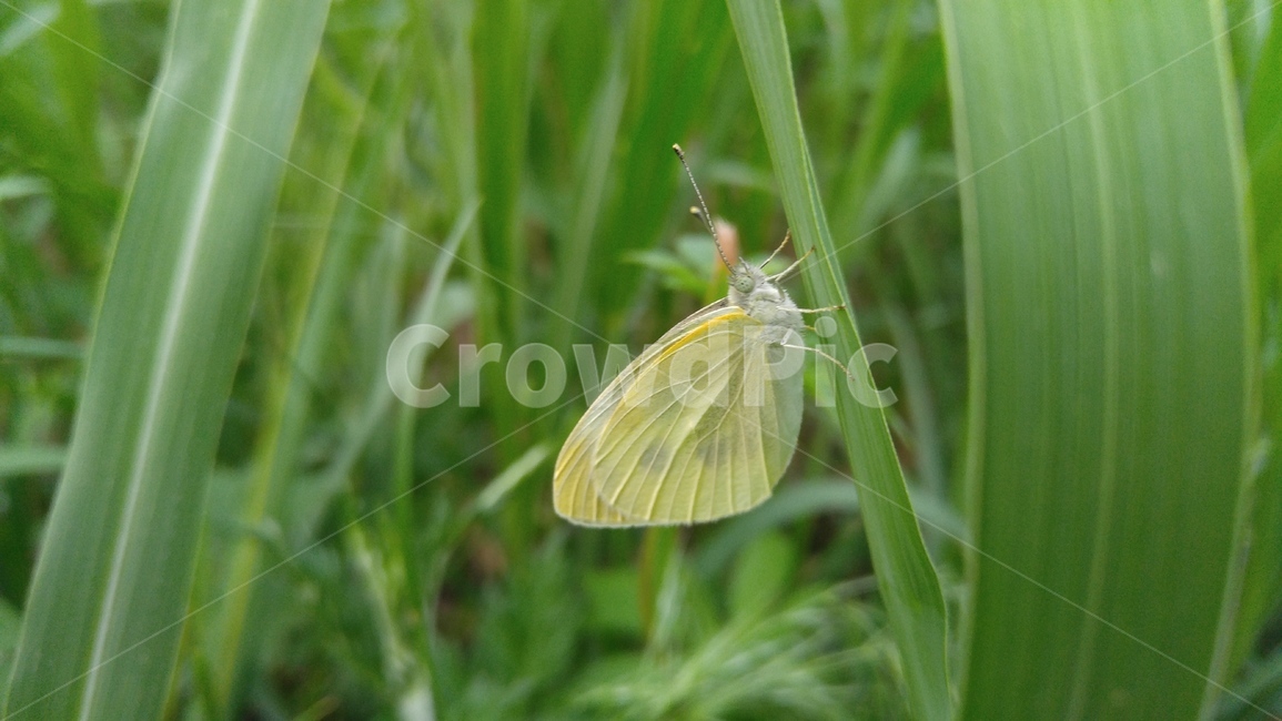 풀,풀숲,나비,풀속,식물,곤충,녹색,노랑,배경,감성,계절,grass,grassforest,butterfly,flants,green,yellow,background,emotional,season