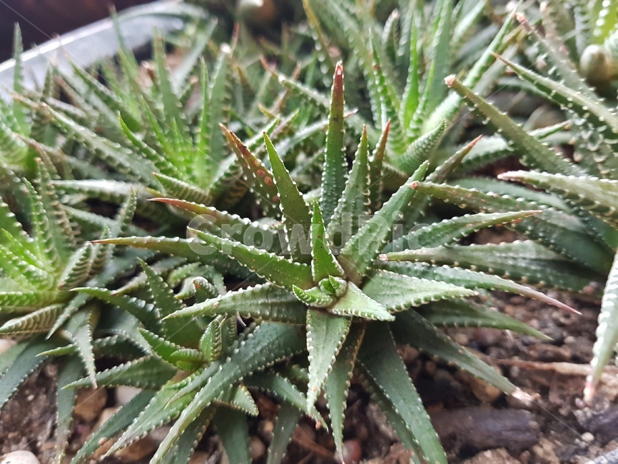 plant,식물,보타닉,green,다육식물,식물,자연,plants,nature