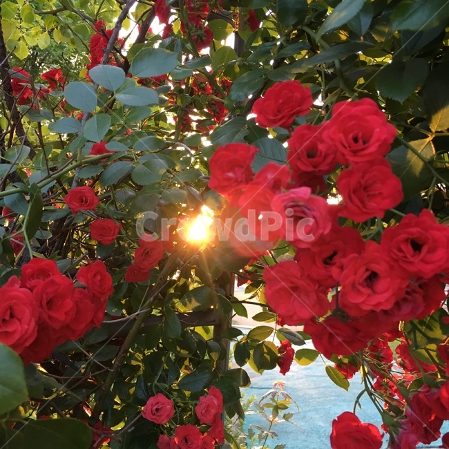 여름,장미,노을,빛,감성사진,빨강색,빨간색,한여름,꽃,사랑,sunset,rose,red,love,summer,flower,식물,자연,plants,nature,꽃,flower