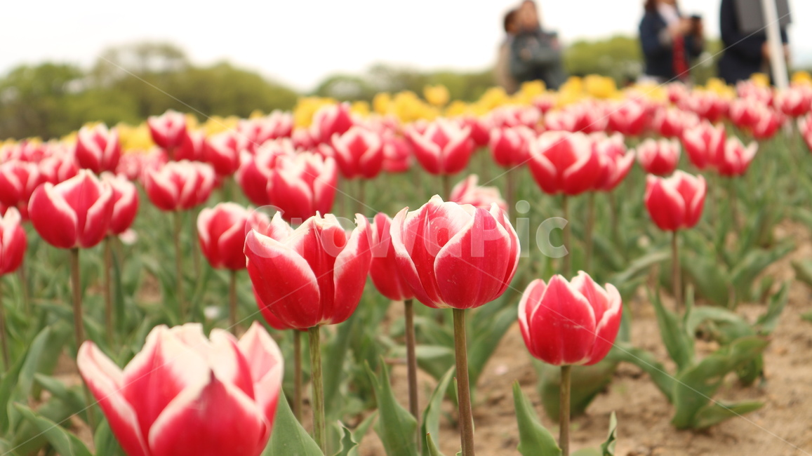 꽃,튤립,flower,감성사진,꽃밭
