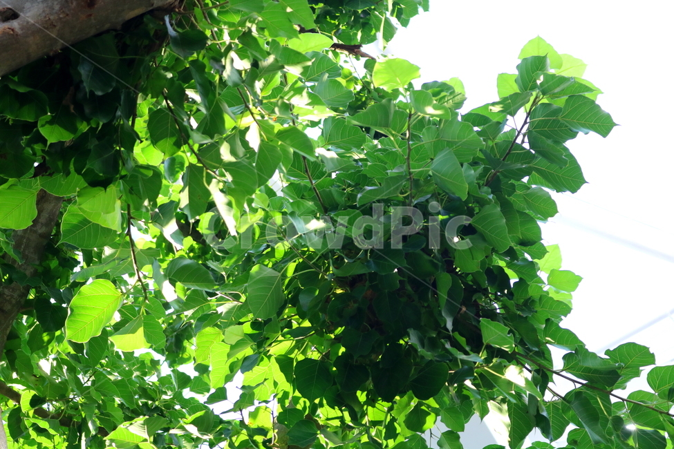 나무,보리수,인도보리수,뽕나무과,식물,활엽수,식물원,식물,자연,plants,nature