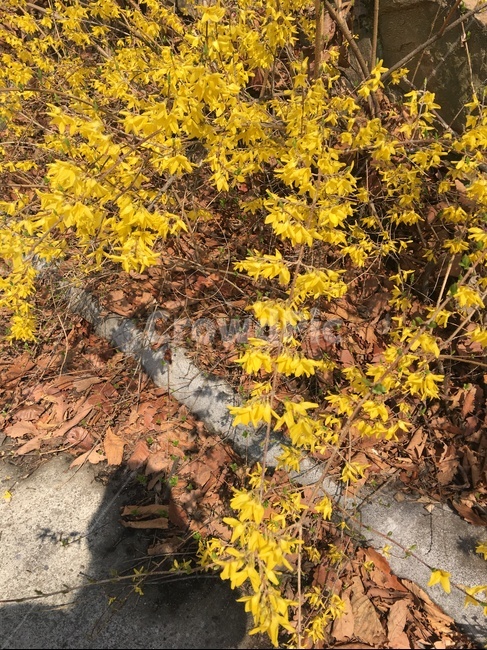 개나리,봄,그림자,따뜻함,노란색,봄,계절,spring,season,ground,바닥,leaf,잎,plant,식물,tree,나무