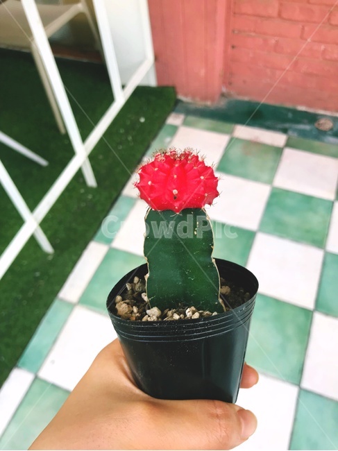 선인장,식물,잎,화분,패턴,꽃,타일,바닥,흙,flower,plant,tile,cactus,leaf,Garden,가든,정원,가시,줄기,초록색,green,반려식물,실내용화초,화분,화초,house plant,사람,인물,인간,human,person,신체일부,몸,body