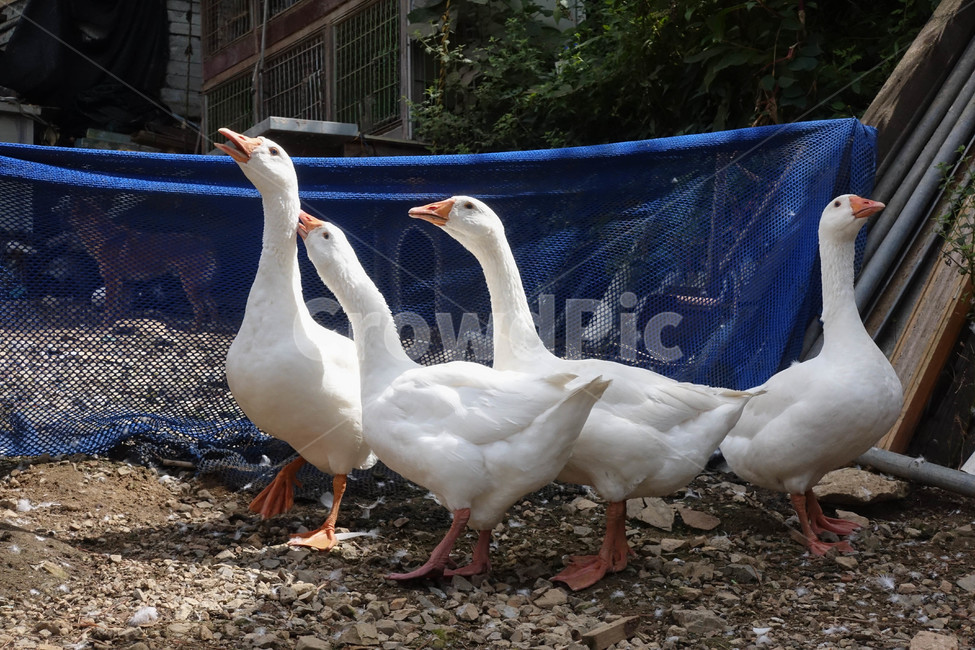 집오리,가축,4마리,조류,소음,animal,동물,bird,새,동물,animal,조류,새,birds