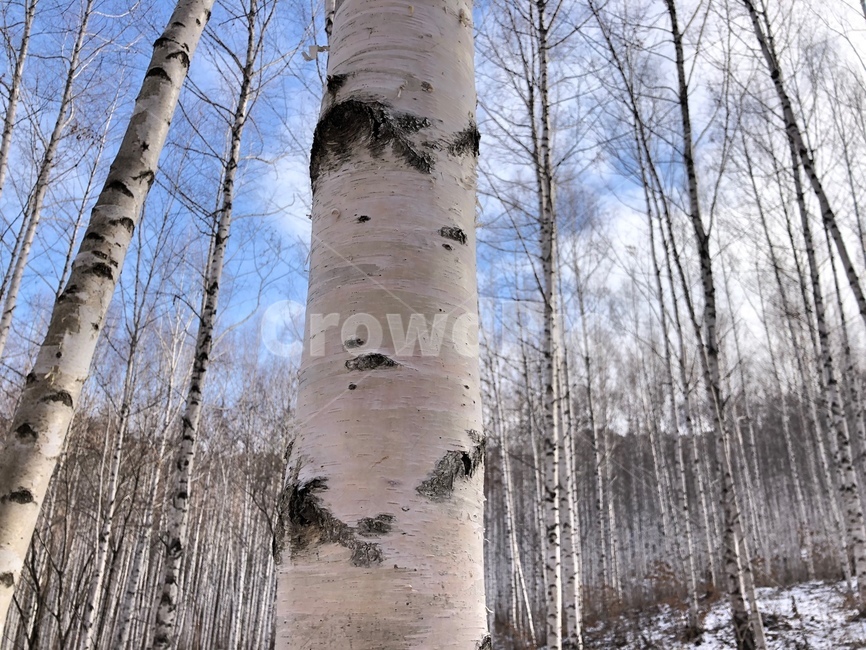 tree,자작나무,인제자작나무숲,자작나무숲,나무,숲,식물,자연,plants,nature,나무,trees,wood