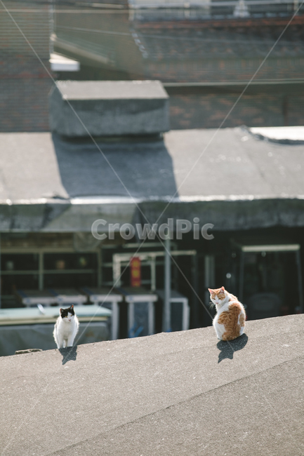 stray cat,cat,animal,back,cute