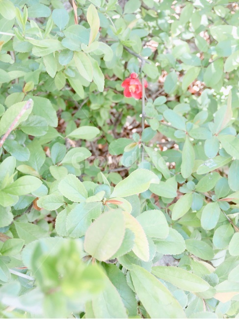 풀,꽃,봄,빨간,초록,식물,자연,plants,nature