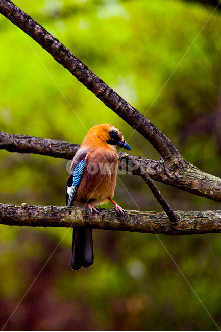 봄,새,까치,수목원,들,봄,계절,spring,season,동물,animal,조류,새,birds,jay,어치,bird,blue jay,블루 제이