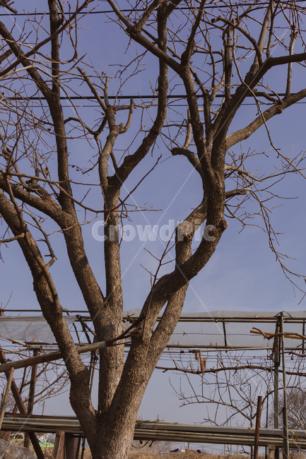 plant,식물,tree,나무,treetrunk,나무줄기,nature,자연,outdoors,옥외,landscape