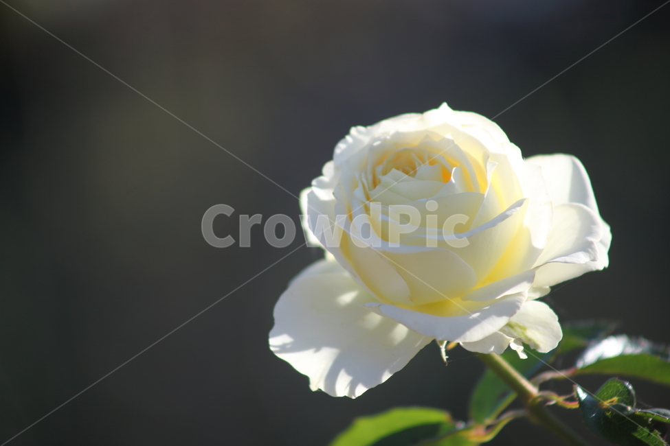 장미,꽃,식물,정원수,rose,식물,자연,plants,nature,꽃,flower