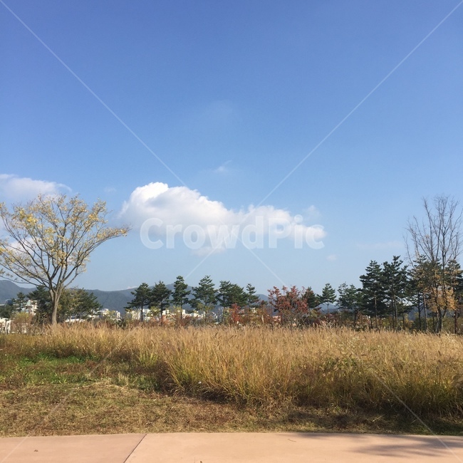구름,자연,nature,가을,나무,공원,하늘