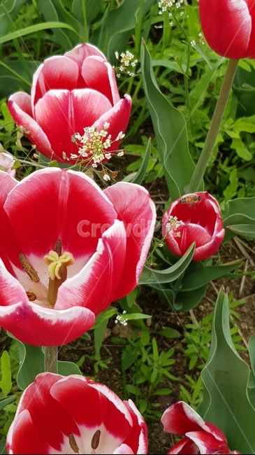 꽃,튤립,봄,분홍색,배경화면