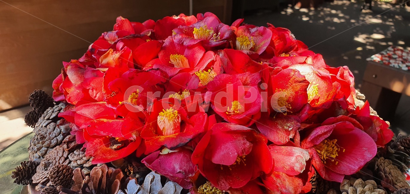 동백꽃,꽃,ground,바닥,leaf,plant,식물,잎,blossom,petal,꽃잎