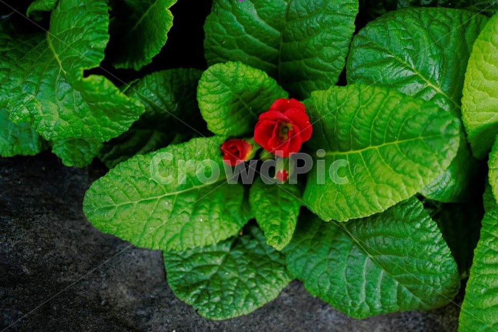 봄,꽃,꽃송이,식물,floral,flower,nature,plant,spring,초록잎,빨강,자연