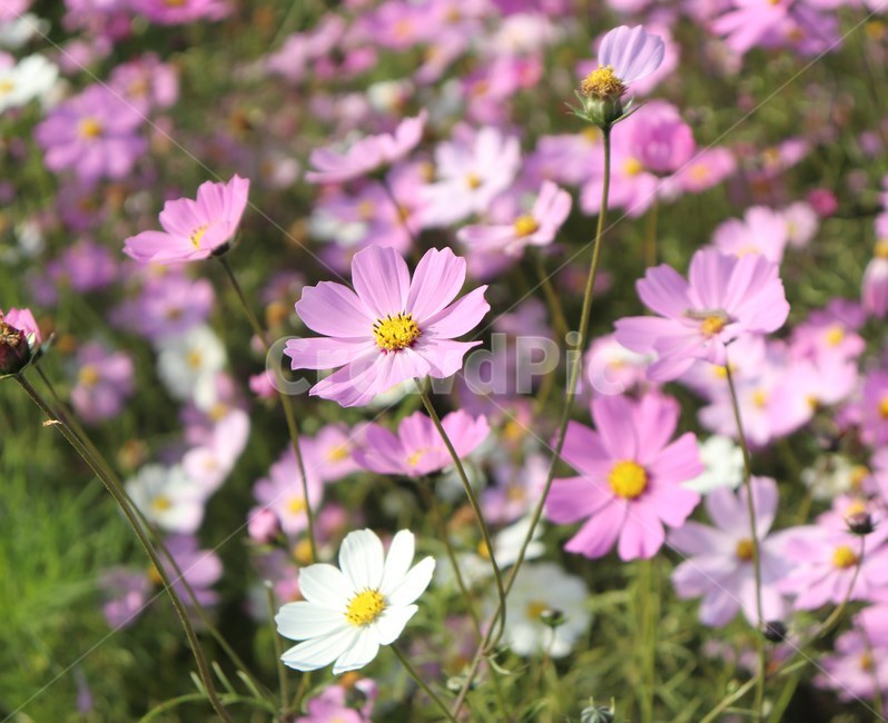 봄,꽃,풍경,식물,풀,가을,계절,fall,autumn,season,식물,자연,plants,nature,꽃,flower,plant,blossom,petal,꽃잎