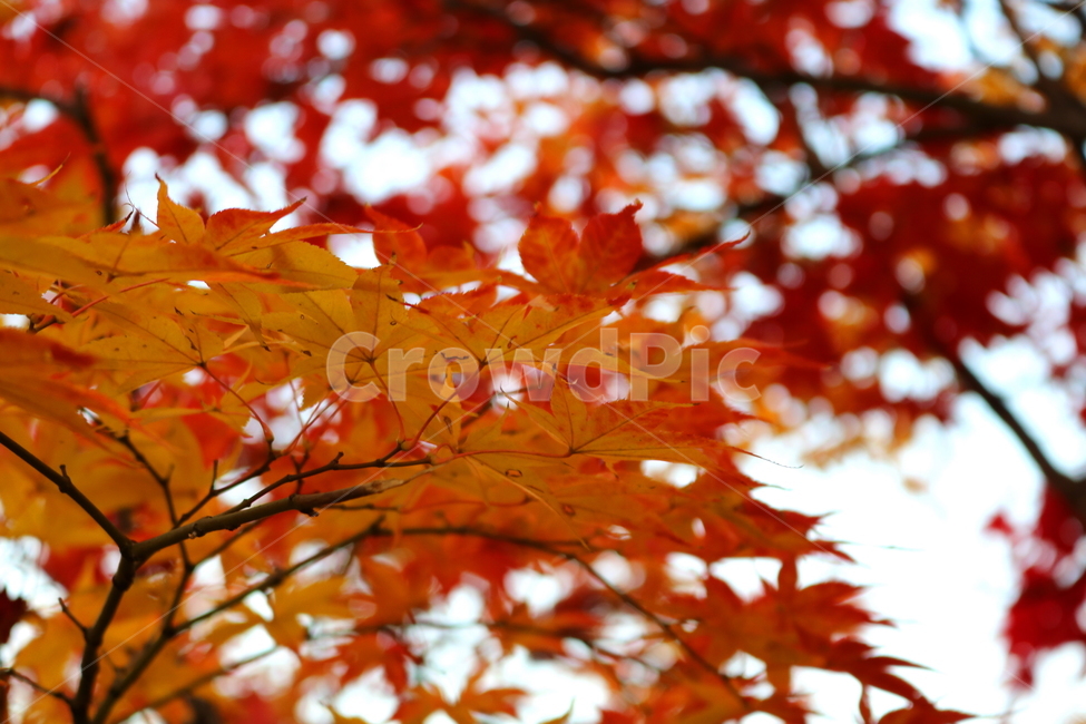 단풍,단풍나무,나무,식물,가을,자연,가을,계절,fall,autumn,season,식물,자연,plants,nature,plant,leaf,잎,tree,maple