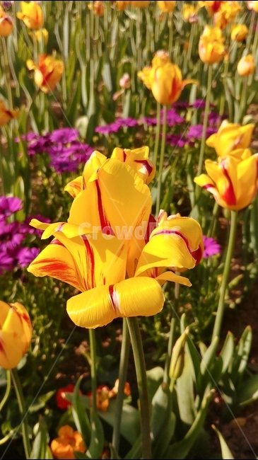 flower,튤립,tulip,분홍,흰꽃,식물,plants,꽃,flowers,spring,5월꽃,5월의꽃,봄,식물,자연,plants,nature,꽃,flower
