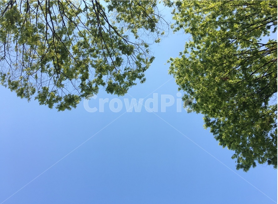 나무,하늘,잎,tree,sky